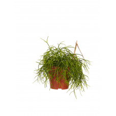 Rhipsalis cashero