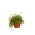 Rhipsalis cashero