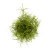 Rhipsalis cashero