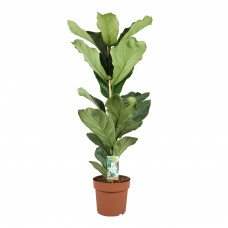 Ficus Lyrata (Vioolplant)