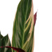 Decorum Calathea Triostar met Elho brussels soap 