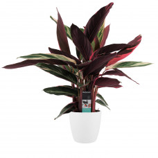 Decorum Calathea Triostar met Elho brussels white 