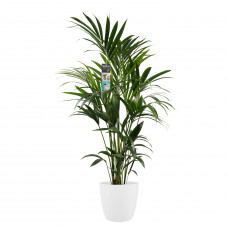 Decorum Kentia met Elho brussels white  