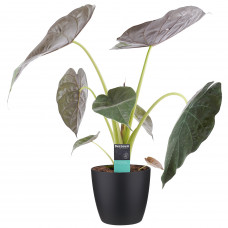 Decorum Alocasia Wentii met Elho brussels living black 