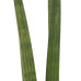 Decorum Sansevieria Cylindrica  