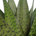 Decorum Sansevieria Zeylanica 