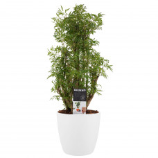 Decorum Polyscias Hawaiiana Ming vertakt met Elho brussels white 