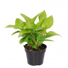 Homalomena Lemon Lime