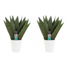 Decorum Duo Sansevieria Zeylanica met sierpot Anna white 