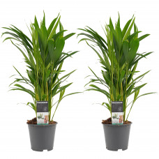 Decorum Duo Dypsis lutescens (Areca)