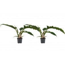 Decorum Duo Philodendron Narrow Escape Feel Green