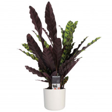 Decorum Calathea Insigne met Elho B.for soft white 