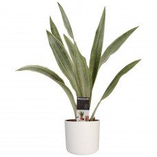 Decorum Sansevieria Aubrytniana Metallica met Elho B.for soft white