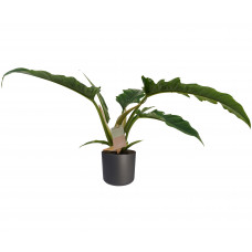 Decorum Philodendron Narrow Escape Feel Green met Elho B.for soft antracite