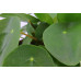 Plant Puzzel ® Discover the World Ecosysteem met verlichting 