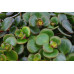 Plant Puzzel ® Discover the World Ecosysteem met verlichting 