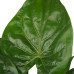 Decorum Alocasia Cucullata