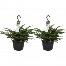 Decorum Duo Asplenium Parvati