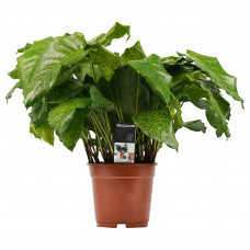 Decorum Calathea Network