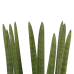 Decorum Sansevieria Cylindrica straight