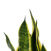 Decorum Sansevieria Superba 