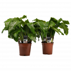 Decorum Duo Calathea Network