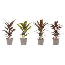 Decorum Combi 1x Cordyline Tango 1x Cordyline Rumba 1x Cordyline Mambo 1x Cordyline Kiwi