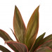 Decorum Combi 1x Cordyline Tango 1x Cordyline Rumba 1x Cordyline Mambo 1x Cordyline Kiwi