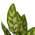 Decorum Duo 2 x Aglaonema Maria