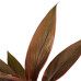 Decorum Duo 2 x Cordyline Tango