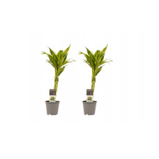 Decorum Duo 2 x Dracaena Sandriana gold