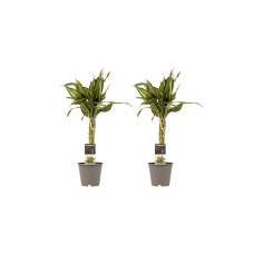 Decorum Duo 2 x Dracaena Sandriana victory