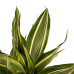 Decorum Duo 2 x Dracaena Sandriana victory