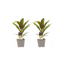 Decorum Duo 2x Cordyline Kiwi