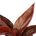 Decorum Duo 2x Cordyline Mambo