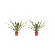 Decorum Duo 2 x Ananas Champaca