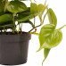 Decorum Duo Philodendron Scandens met potten Anna Taupe