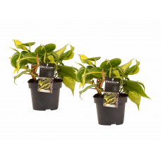 Decorum Duo Philodendron Brazil