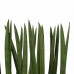 Decorum Sansevieria Cylindrica spaghetti met Elho brussels black