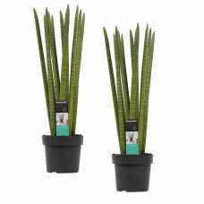 Decorum Duo Sansevieria Cylindrica straight