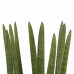 Decorum Duo Sansevieria Cylindrica straight