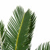 Decorum Duo Cycas Revoluta