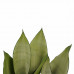 Decorum Duo Sansevieria Moonshine