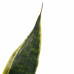 Decorum Duo Sansevieria Superba