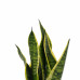 Decorum Duo Sansevieria Superba met Anna Grey potten