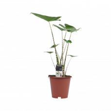 Decorum Alocasia Zebrina 