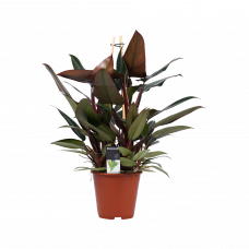 Decorum Philodendron New Red – Pyramide 