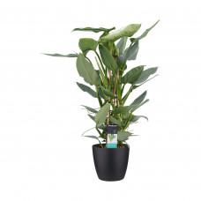 Decorum Philodendron Grey  - Pyramide in ELHO Round (zwart)