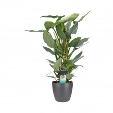 Decorum Philodendron Grey  - Pyramide in ELHO Round (antraciet)