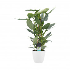 Decorum Philodendron Grey  - Pyramide in ELHO Round (wit)